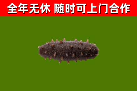 昭通回收海参干